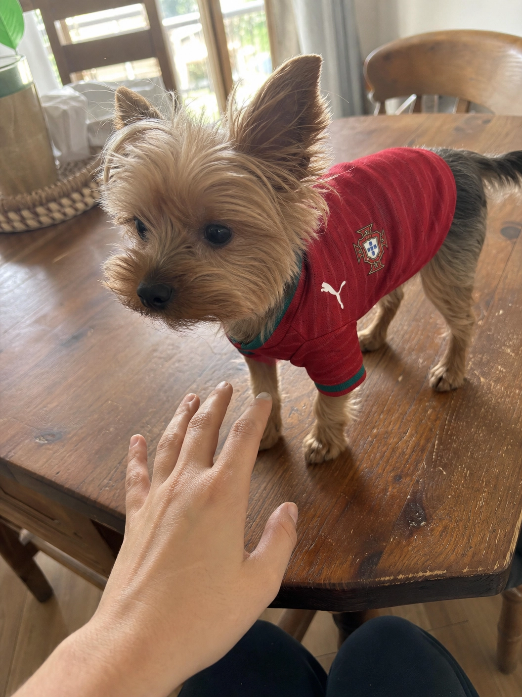 Camisola seleção Portuguesa Versão Animal